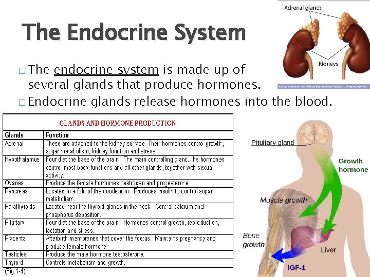The Endocrine System � The endocrine system is made up of several glands that