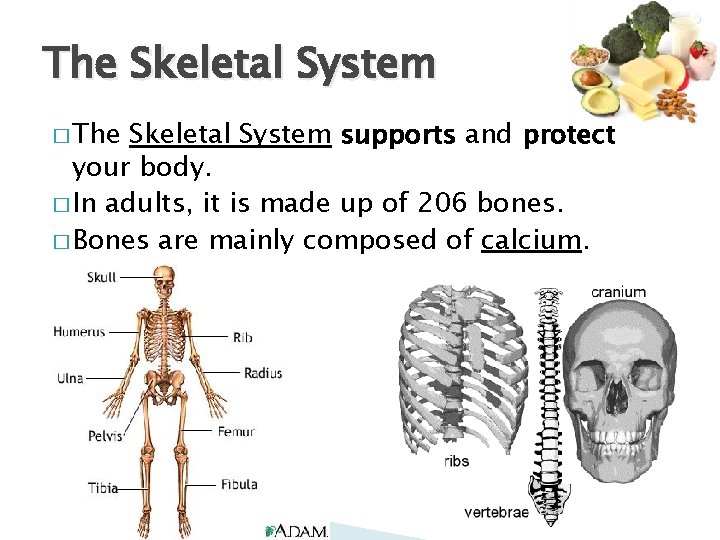 The Skeletal System � The Skeletal System supports and protect your body. � In