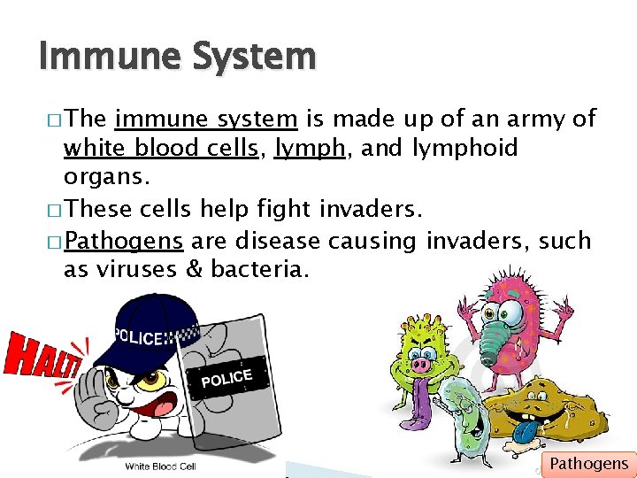 Immune System � The immune system is made up of an army of white