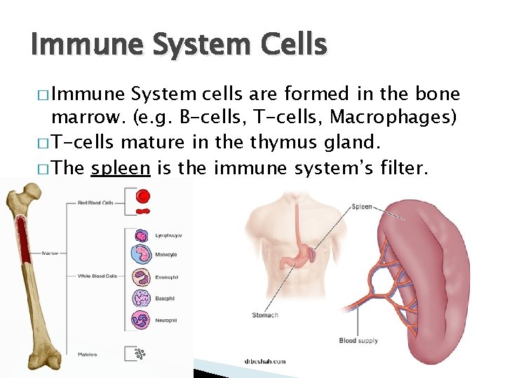 Immune System Cells � Immune System cells are formed in the bone marrow. (e.