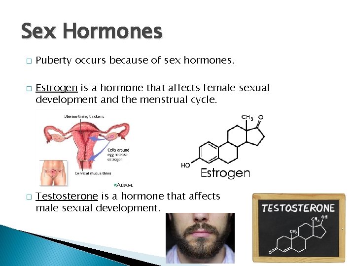 Sex Hormones � � � Puberty occurs because of sex hormones. Estrogen is a