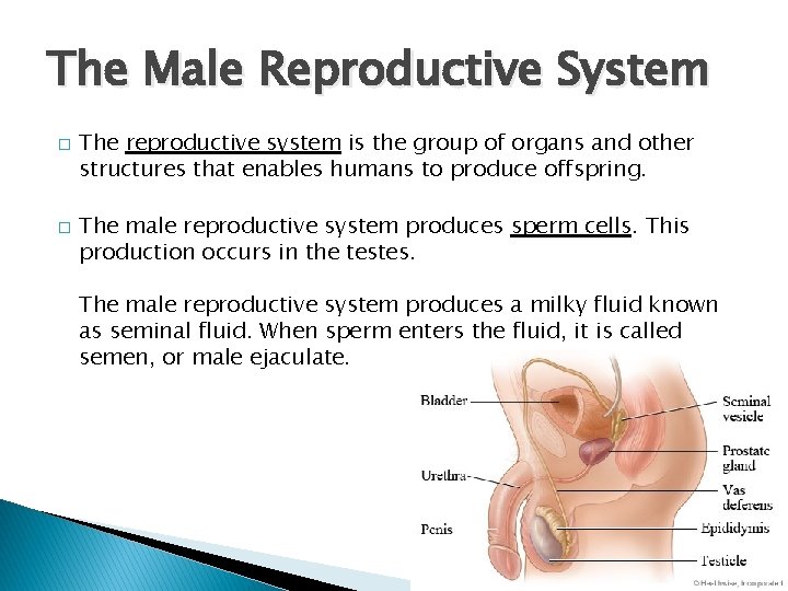 The Male Reproductive System � � The reproductive system is the group of organs
