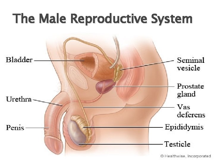 The Male Reproductive System 