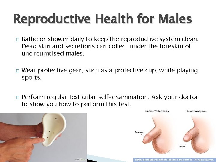 Reproductive Health for Males � � � Bathe or shower daily to keep the