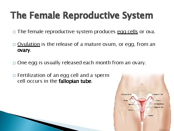 The Female Reproductive System � � The female reproductive system produces egg cells or