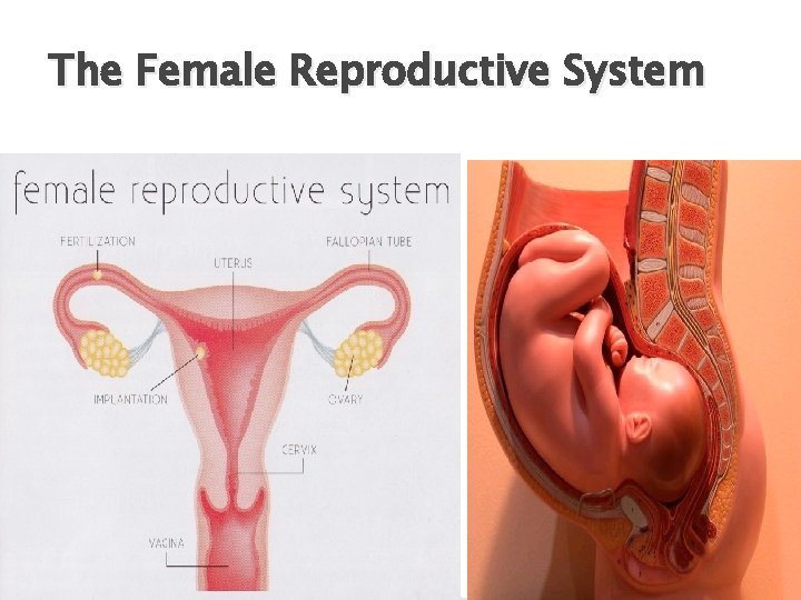 The Female Reproductive System 