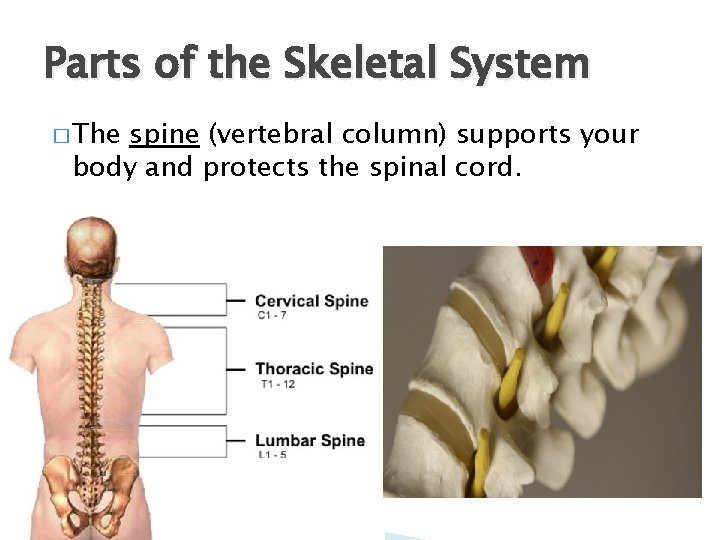 Parts of the Skeletal System � The spine (vertebral column) supports your body and