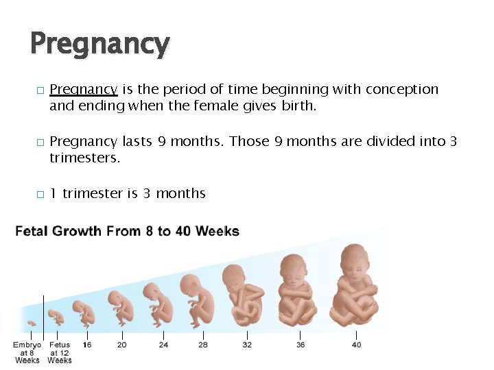 Pregnancy � � � Pregnancy is the period of time beginning with conception and