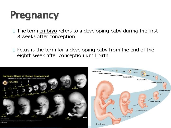 Pregnancy � � The term embryo refers to a developing baby during the first