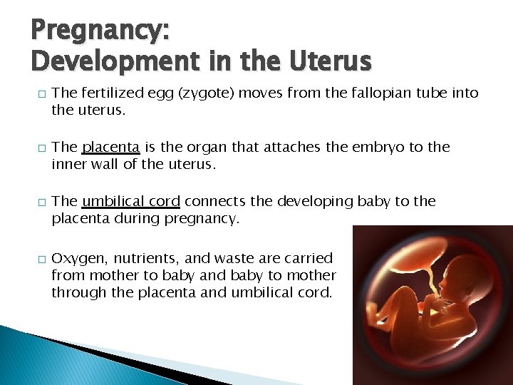 Pregnancy: Development in the Uterus � � The fertilized egg (zygote) moves from the