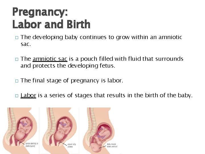 Pregnancy: Labor and Birth � � The developing baby continues to grow within an