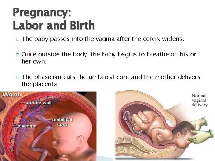Pregnancy: Labor and Birth � � � The baby passes into the vagina after