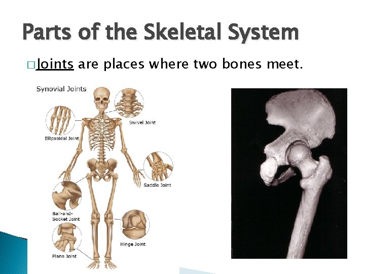 Parts of the Skeletal System � Joints are places where two bones meet. 