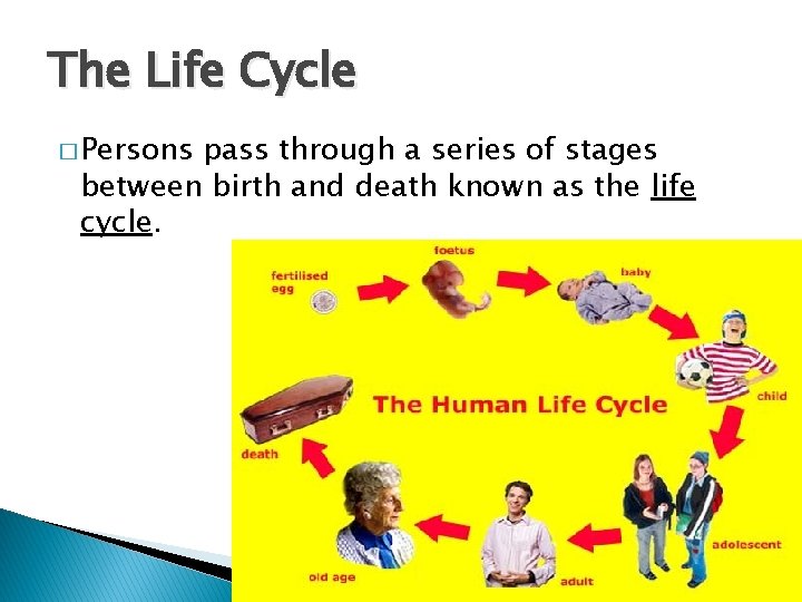 The Life Cycle � Persons pass through a series of stages between birth and