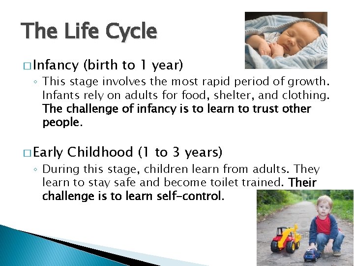 The Life Cycle � Infancy (birth to 1 year) ◦ This stage involves the