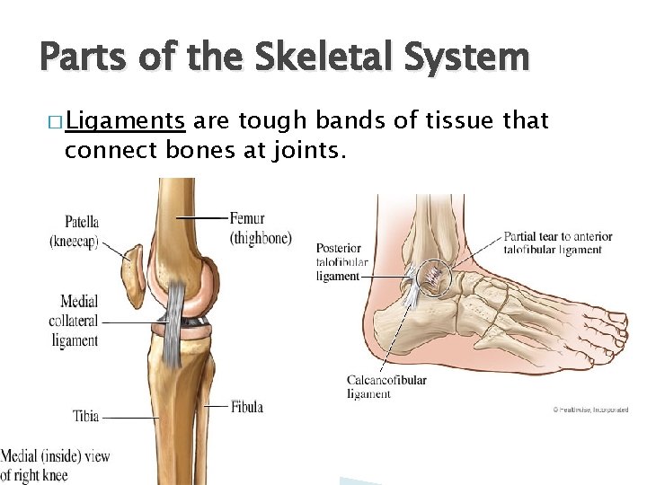 Parts of the Skeletal System � Ligaments are tough bands of tissue that connect
