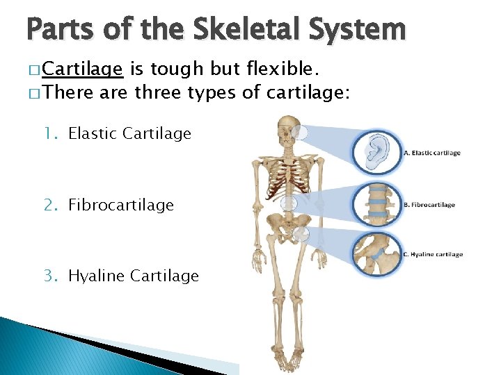 Parts of the Skeletal System � Cartilage is tough but flexible. � There are