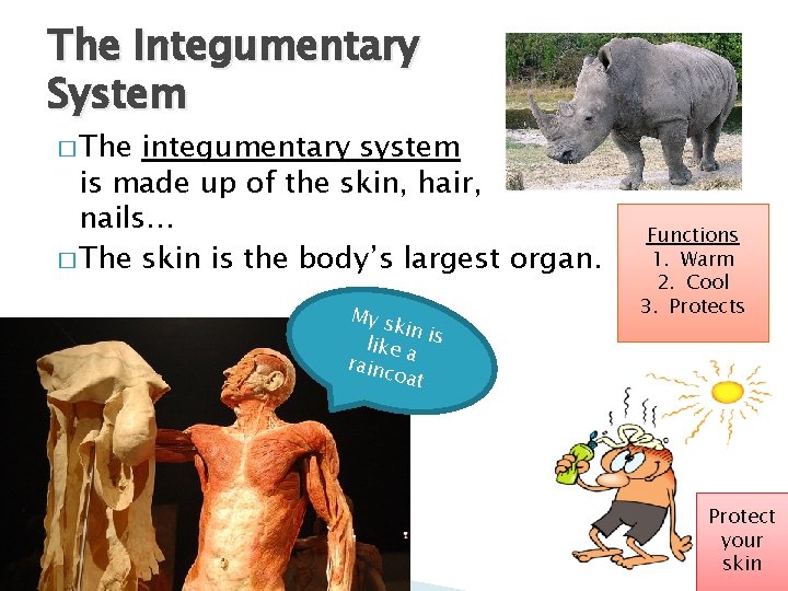 The Integumentary System � The integumentary system is made up of the skin, hair,