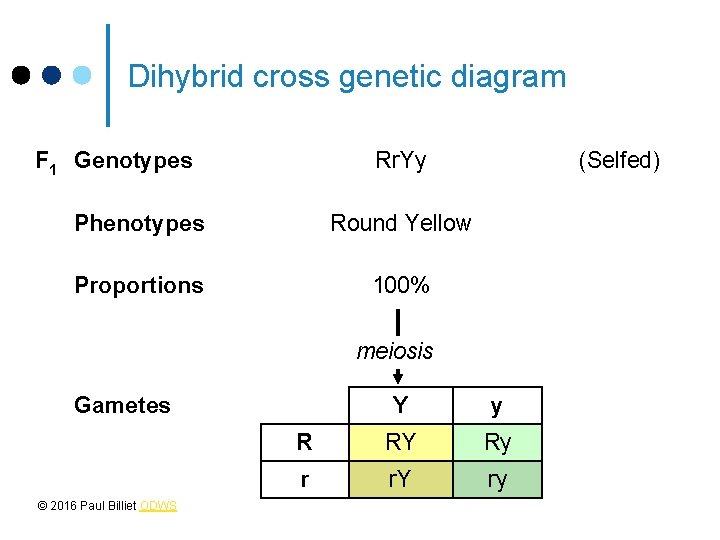 Dihybrid cross genetic diagram F 1 Genotypes Rr. Yy Phenotypes Round Yellow Proportions 100%