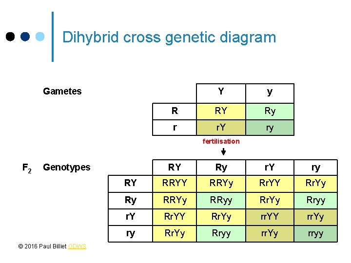 Dihybrid cross genetic diagram Gametes Y y R RY Ry r r. Y ry