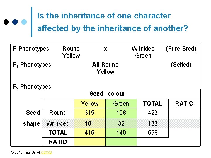 Is the inheritance of one character affected by the inheritance of another? P Phenotypes