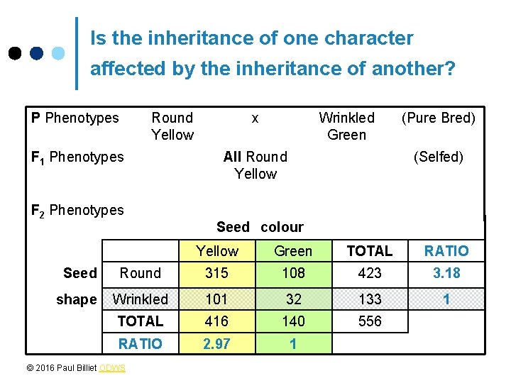 Is the inheritance of one character affected by the inheritance of another? P Phenotypes