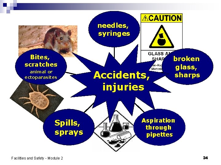 needles, syringes Bites, scratches animal or ectoparasites Spills, sprays Facilities and Safety - Module