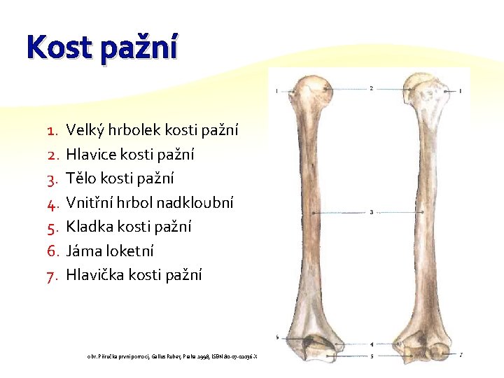 Kost pažní 1. 2. 3. 4. 5. 6. 7. Velký hrbolek kosti pažní Hlavice