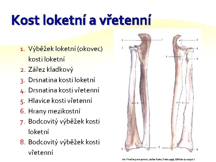 Kost loketní a vřetenní 1. Výběžek loketní (okovec) kosti loketní 2. Zářez kladkový 3.