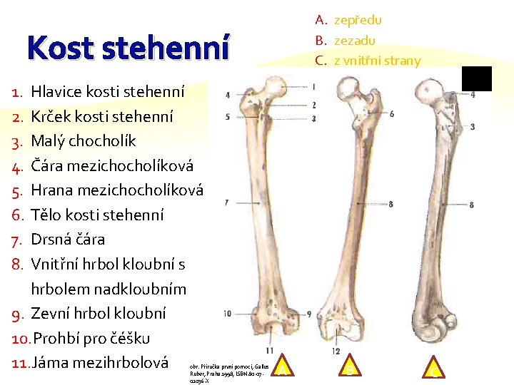 A. zepředu B. zezadu C. z vnitřní strany Kost stehenní 1. 2. 3. 4.