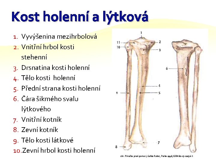 Kost holenní a lýtková 1. Vyvýšenina mezihrbolová 2. Vnitřní hrbol kosti stehenní 3. Drsnatina