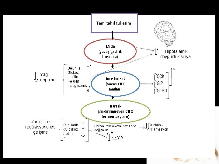 Tam tahıl tüketimi Mide (yavaş gastrik boşalma) Yağ depoları Ser. Y. a. Glukoz İnsülin