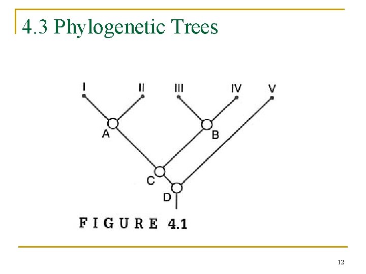 4. 3 Phylogenetic Trees 12 