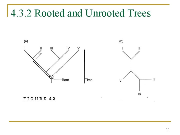 4. 3. 2 Rooted and Unrooted Trees 16 