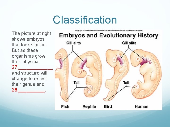 Classification The picture at right shows embryos that look similar. But as these organisms