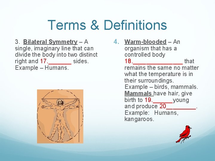 Terms & Definitions 3. Bilateral Symmetry – A single, imaginary line that can divide