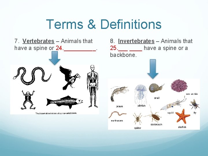Terms & Definitions 7. Vertebrates – Animals that have a spine or 24. _____. Terms & Definitions 7. Vertebrates – Animals that have a spine or 24. _____.