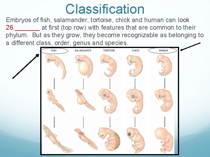 Classification Embryos of fish, salamander, tortoise, chick and human can look 26. _______ at Classification Embryos of fish, salamander, tortoise, chick and human can look 26. _______ at