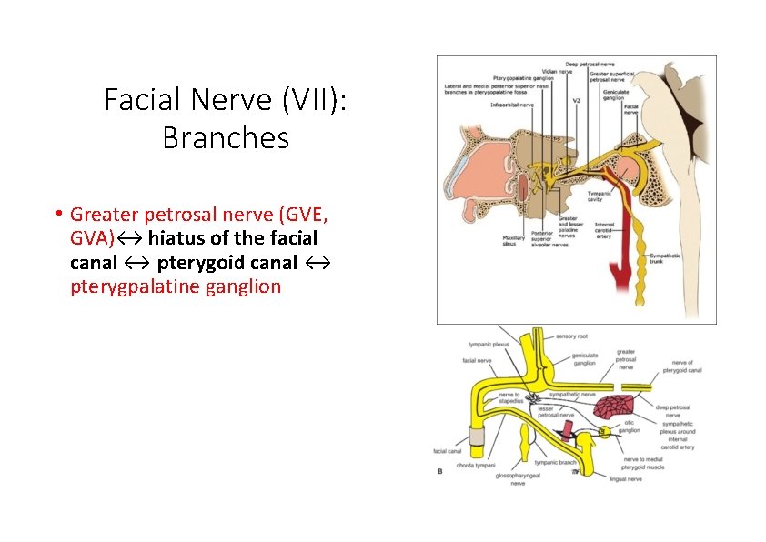 Facial Nerve (VII): Branches • Greater petrosal nerve (GVE, GVA)↔ hiatus of the facial