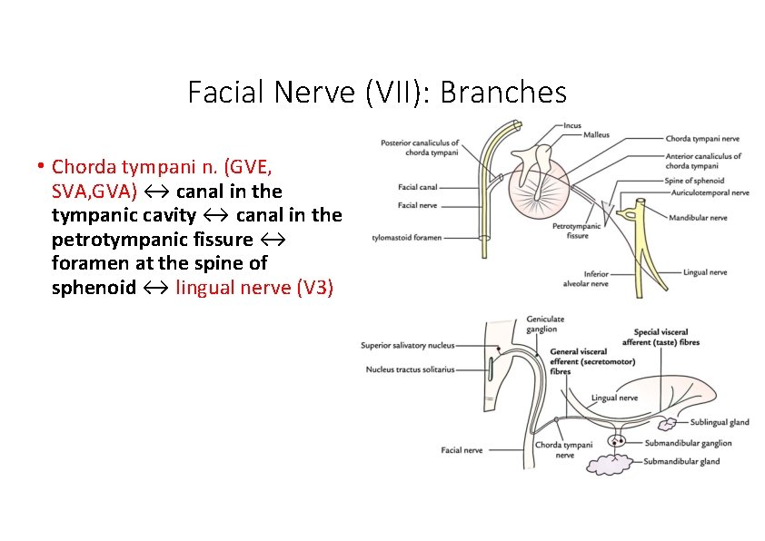 Facial Nerve (VII): Branches • Chorda tympani n. (GVE, SVA, GVA) ↔ canal in