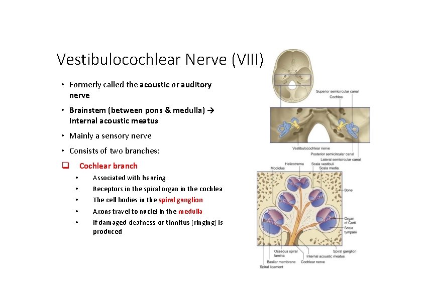 Vestibulocochlear Nerve (VIII) • Formerly called the acoustic or auditory nerve • Brainstem (between