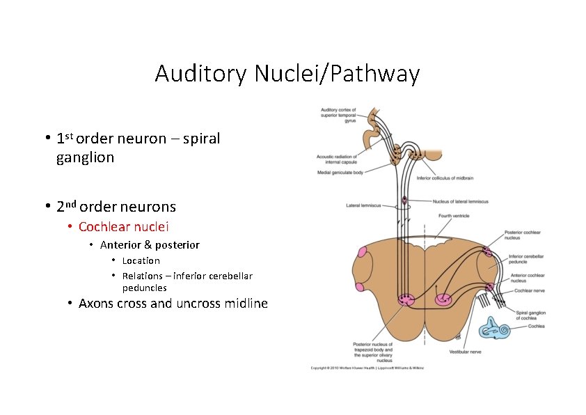 Auditory Nuclei/Pathway • 1 st order neuron – spiral ganglion • 2 nd order