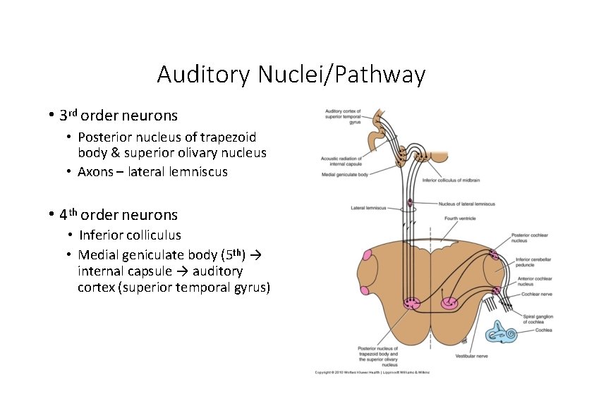 Auditory Nuclei/Pathway • 3 rd order neurons • Posterior nucleus of trapezoid body &