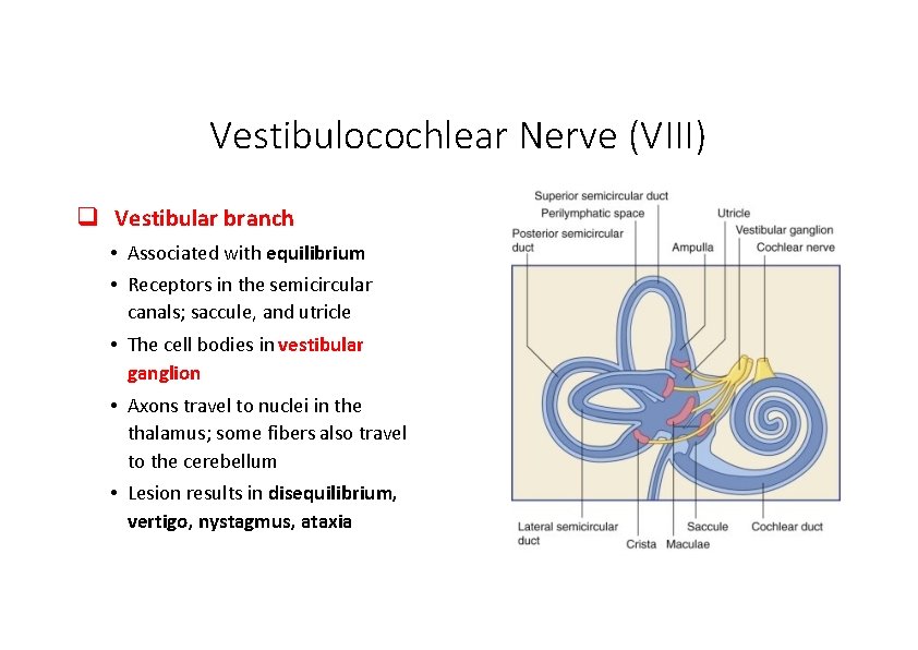 Vestibulocochlear Nerve (VIII) Vestibular branch • Associated with equilibrium • Receptors in the semicircular