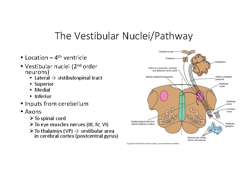 The Vestibular Nuclei/Pathway • Location – 4 th ventricle • Vestibular nuclei (2 nd