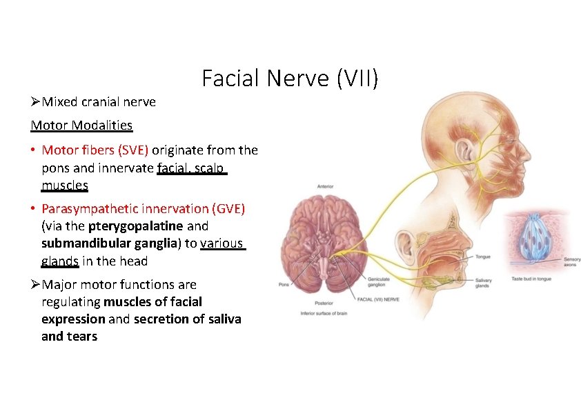  Mixed cranial nerve Facial Nerve (VII) Motor Modalities • Motor fibers (SVE) originate