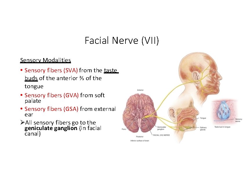 Facial Nerve (VII) Sensory Modalities • Sensory fibers (SVA) from the taste buds of