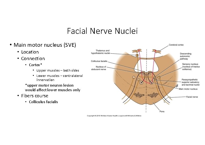Facial Nerve Nuclei • Main motor nucleus (SVE) • Location • Connection • Cortex* Facial Nerve Nuclei • Main motor nucleus (SVE) • Location • Connection • Cortex*