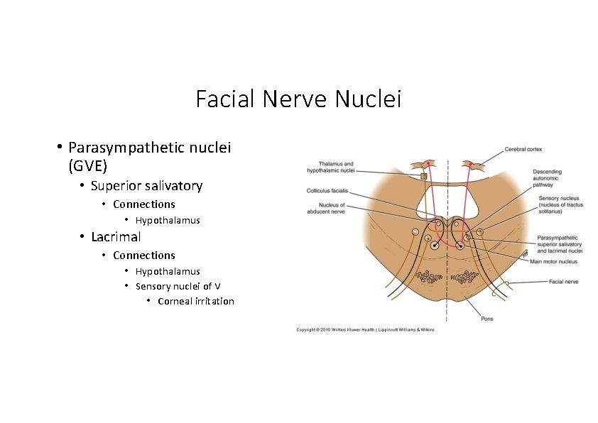 Facial Nerve Nuclei • Parasympathetic nuclei (GVE) • Superior salivatory • Connections • Hypothalamus