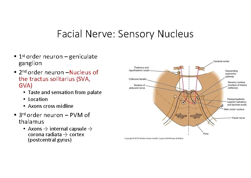 Facial Nerve: Sensory Nucleus • 1 st order neuron – geniculate ganglion • 2